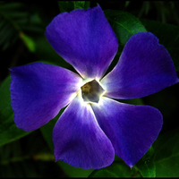 Indigo Flower