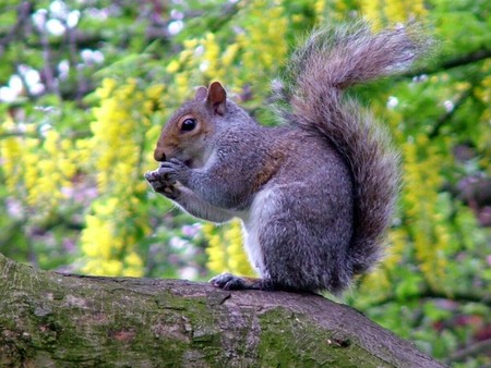 Squirrels - eating, squirrels, photography