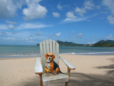 my dog - dog, beagle funny dogs, beach, chair