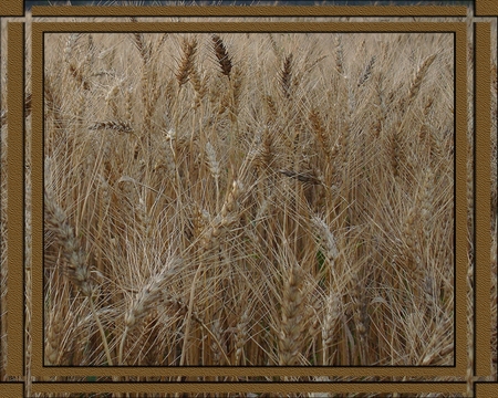 Wheat - field, wheat, farming