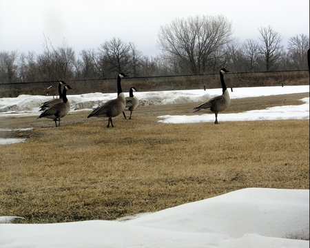 SpringGathering - geese, birds