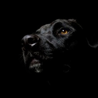 black-dog