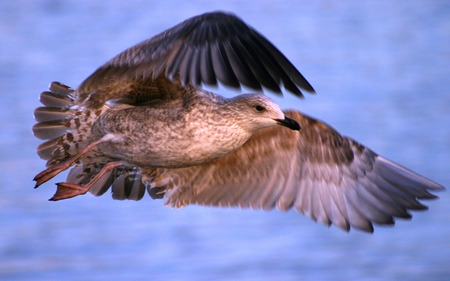 Seagull hovering against the Wind