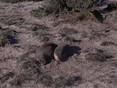 Seals - animal, seal