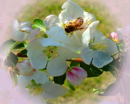 AppleBlossomandHoneyBee - flower, bee