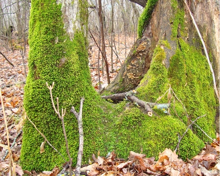 MossyTrunk - tree, forest, autumn