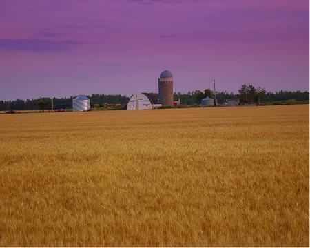 OldFarmStead - field, farming, wheat