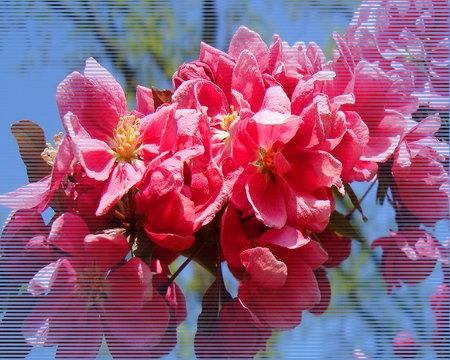 SpringBlossoms - flowers, blossom, spring, tree