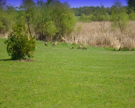 SpringHatch - grass, geese, birds