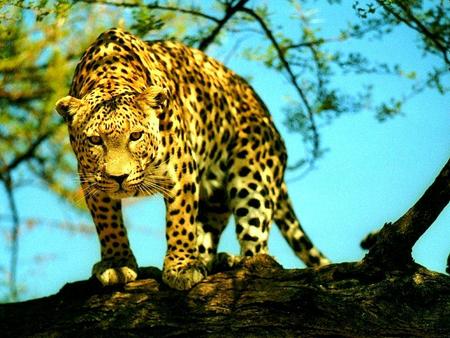 Ready For Hunting... !!!! - leopard