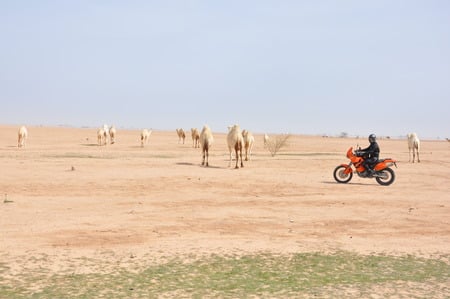 KTM IN FILAKA ISLAND (KUWAIT) - ktm motorbike lc4 640 adventure