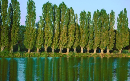 poplars - lake