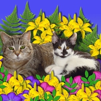 CatsandFlowers