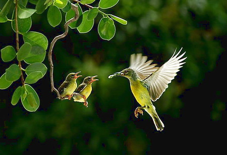 Home delivery - mother bird, green and white, green leaves, feeding, tree, babies