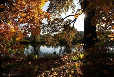 Autumn Morning - art photo, morning, river, beautiful, autumn fall, small, trees, sunshine