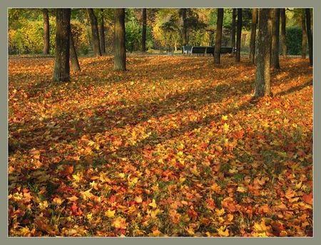 Autumn Park - bench, art photo, beautiful, shadows, autumn fall, trees, park