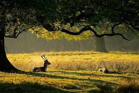 Rest stop - sunlight, trees, branches, resting, green, deer, shade, grassland