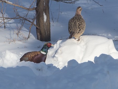 A Cold Winter Day - winter, pheasant, rooster, hen