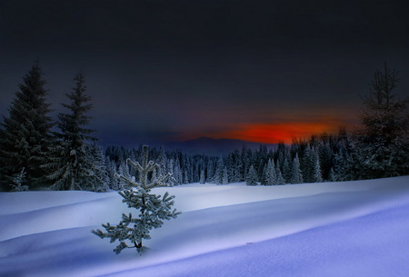 Winter scenery - sky, trees, winter, christmas, white, red, snow, beautiful, pine trees