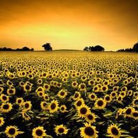 Many Sunflowers