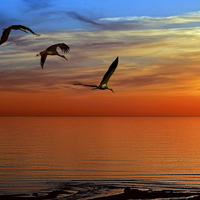 Sunset Sea Birds