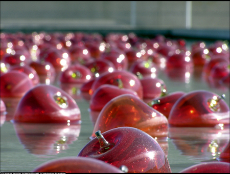 Apples - popular, abstract, red, food, colors, fruits, still life