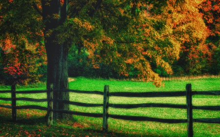 Autumn - field, nature, tree, autumn