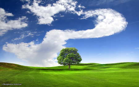 Lonely tree over the hill - blue, green, field, tree, sky