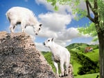 Pair Young Goats on the Cliff