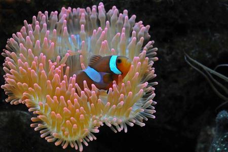 Anemone Fish - coral, ocean, under water, fish, colorful