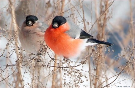 Bull Finches - bird, finches, winter, animal