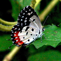 Red Pierrot