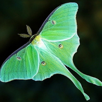 Luna moth