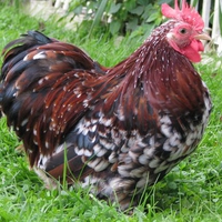 Pretty Cochin Rooster