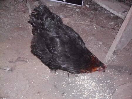 Bellina - hen, chicken, farm, black star