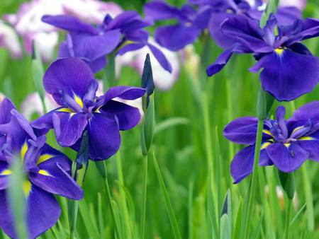 flowers - nature, purple, blue, perunike, flowers, iris