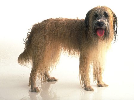 Dog - longhair, puppy, animal, dog