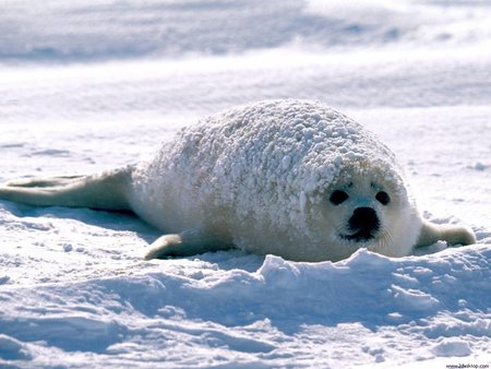 On snow - animal, nature, water, snow