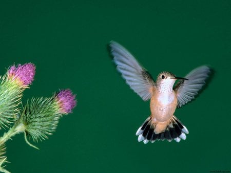 Calliope Hummingbird - flower, hummingbird, bird, nature, green