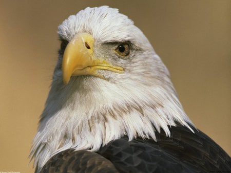 Majestic eagle - eagle, fly, animal, bird