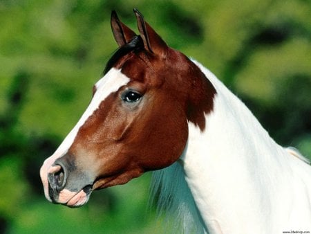 Bicolor horse