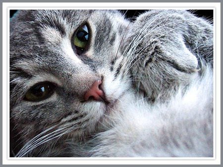 pretty cat - pretty, grey, alone, art photo, closeup, cat