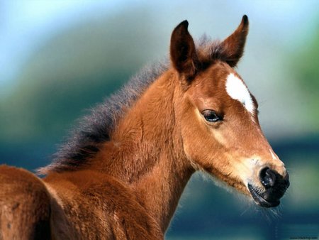 Beautiful horse - animal, nature, beautiful, brown, horse