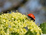 Ladybug