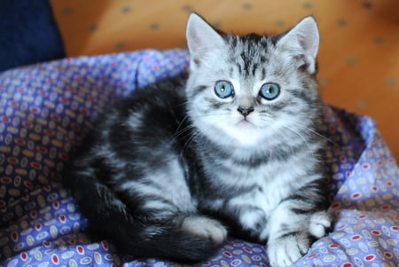 Tabby - pretty, grey, chear, blanket, kitten, art photo, sitting