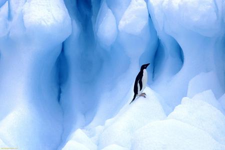 Penguin - snow, bird, blue, penguin