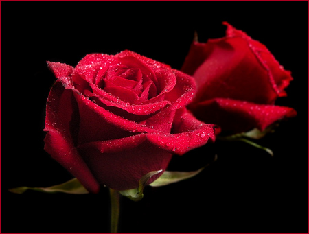 HAPPY BIRTHDAY JACQELINELa - beautiful, red, waterdrops, two roses, art photo, still life