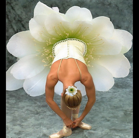 Ballerina in bloom - tu tu, white, ballerina, grace, beauty, ballet shoes, petals