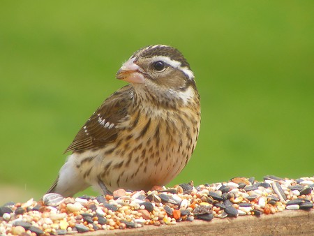 Lunch Time - birds, female, grosbeak, rosebreasted