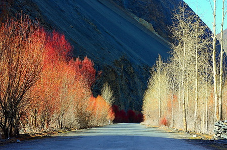 Trees - white, mountain, trees, gold and red, road